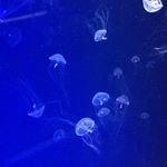 11244799_1489398644711848_1564210058_a