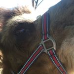 12301132_153003958389108_2120963067_a