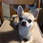 12144264_523835547773768_1629708886_a