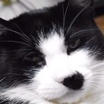 10401791_451494151661960_1806830431_a