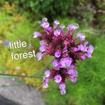 10958387_1489886781303822_56627281_a