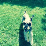 11242541_921000471297085_2050235006_a