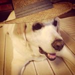 12071238_186980148306465_997575808_a