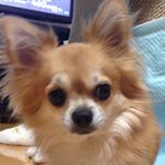 12338456_1067175563327392_1165787641_a