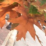 12145277_545737552250587_1362519866_a