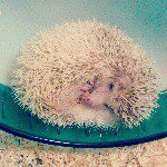 10957348_625131120948889_368066240_a