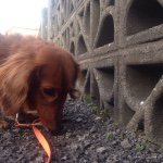 10932622_1556170204666916_1849121723_a