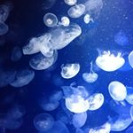 12237243_928758897203553_1566393416_a