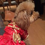 11910365_730042973789776_755738817_a