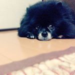 10554062_327931180664116_61660013_a