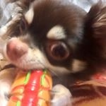 11419286_1658514891049071_634242997_a