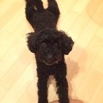 10607914_315092785338026_1300874324_a