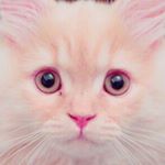 12534061_1009730079100846_464911434_a