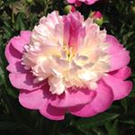 1740195_1012055948841329_510782898_a