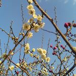 12393735_1554405024849785_1215052142_a