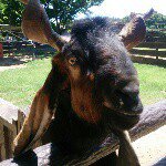 11326659_376475555896226_1625025394_a