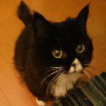 10948351_620765034720881_565036008_a