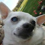 11336031_1647487265535195_278338886_a