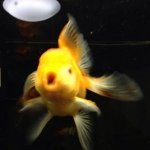 11881598_1624589351152776_1892398282_a