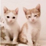 11887135_760690350708068_2046701041_a