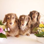 11055506_365024080368787_1111396781_a