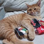 12081061_1623658461231932_1682593712_a