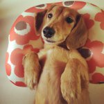 10724932_1508755452716555_1194196159_a