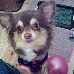 10919389_875616065833755_1488675638_a