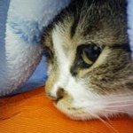 11410476_677356915697861_726584012_a