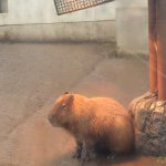 10802916_560124437454780_704982793_a