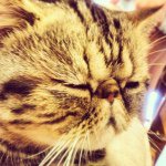 10979715_1621672018063212_1826960665_a