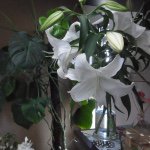 11208270_428046850731013_1422393628_a