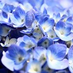 12393937_146053679100163_547741915_a