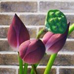 11349400_456925397821188_1805712648_a