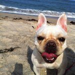 11917972_1665255023686150_456212811_a