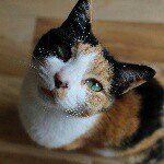 10903237_1532962036986741_1377287672_a