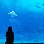 11373729_453867541450692_1874644990_a