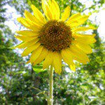 10584699_1595209120721116_669275574_a