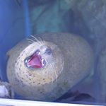 11821281_1706330219598948_369440669_a