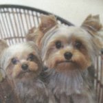 11189844_912608038761181_2024622573_a