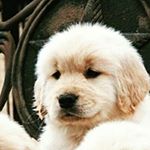 12627924_100400997012078_1706692519_a