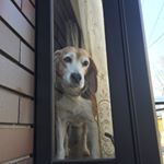 12501749_1702580936631613_1689827826_a