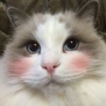 11251069_116197492054556_1863312570_a