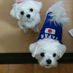 1169751_1571210486531068_1018031777_a