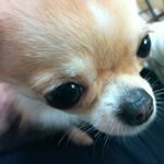 12353450_933167573432270_366472337_a