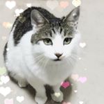 12558686_161226444253119_1770726761_a