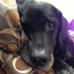 11142195_1463299710627995_648375916_a