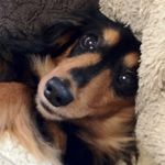 12224121_1493216967641301_49892181_a