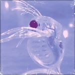 1169110_968034749954251_1280231360_a