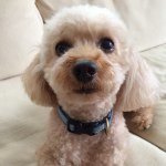 10611034_292635680943196_52806661_a